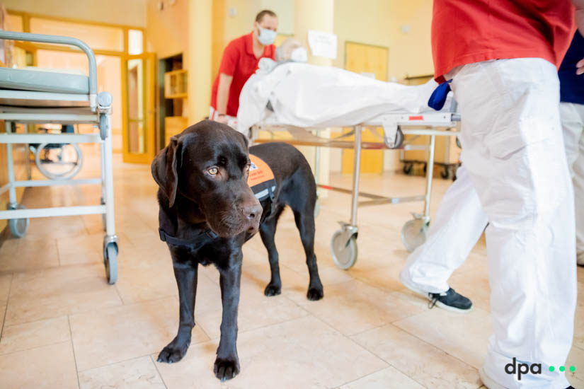 Therapy dog Willi at the Havelhöhe hospital