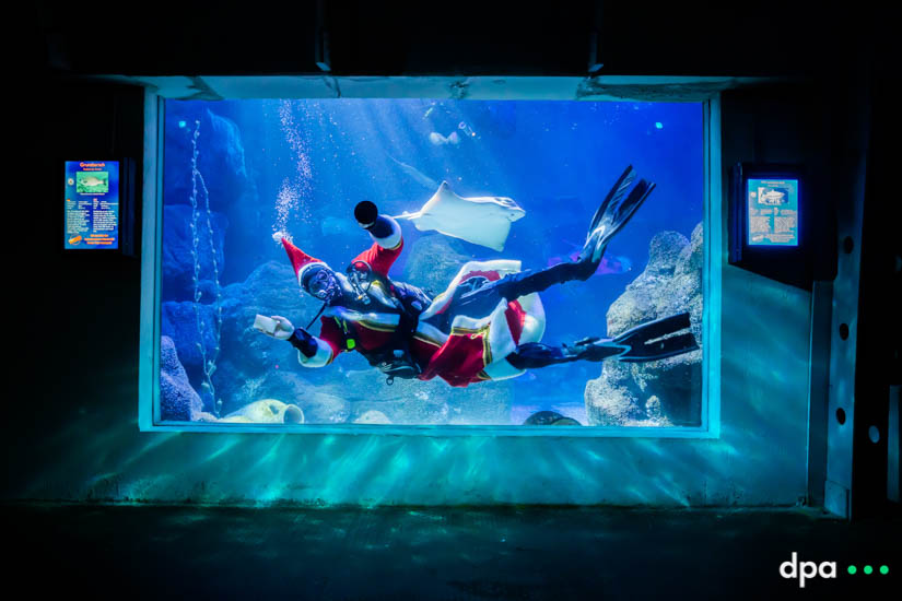 Diver Sven cleans the aquarium window at Sea Life Berlin still being dressed up after a Saint Nicholas visit.
