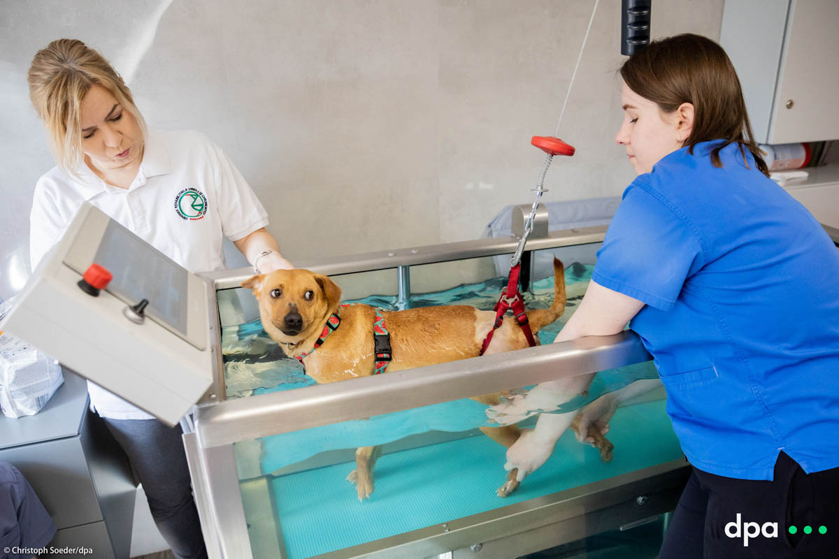 Dog Vira from Donbass in Ukraine is seen during walking therapy in a bathtub with treadmill with carer Marta Dominiak-Drelicharz (l) physiotherapist Mirella Nowak (r) at the «Ada»  vet clinic in Poland, Przemysl, close to the Ukrainian boarder. Around two to three years ago her spine was hit by a bullet. Since an operation would be too dangerous, she received numerous other therapies to help her walking again.