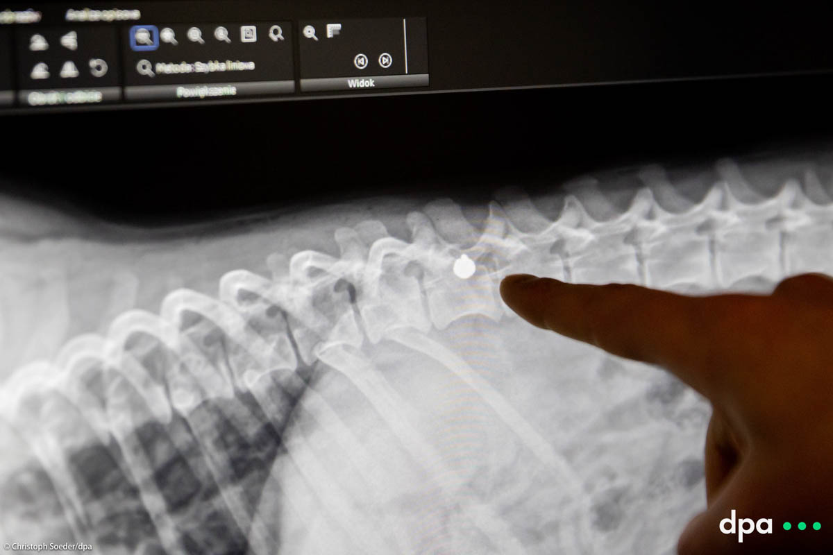Vet Jakub Kotowicz points at an x-ray-picture showing the bullet in the spine of dog Vira from Donbass in Ukraine at the «Ada» vet clinic in Poland, Przemysl, close to the Ukrainian boarder.